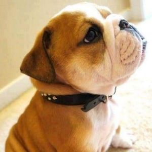 Meet your Posher, Oskar